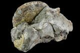 Sphenodiscus Ammonite - South Dakota #110573-2